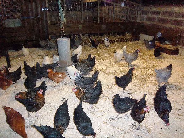 Hybrid Poultry