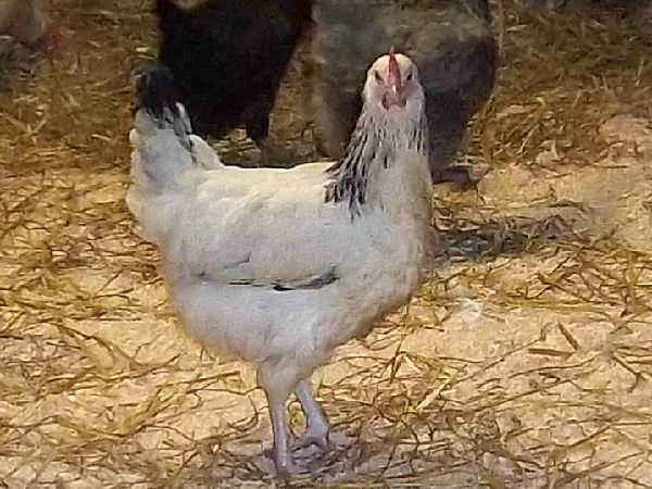 Sussex pullet