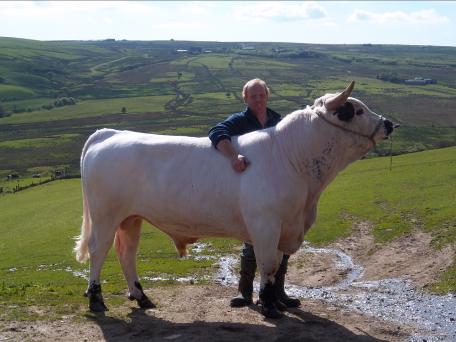 white park cattle, cow and calf