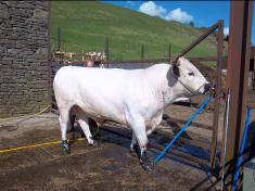 Herd of White Park Cattle 