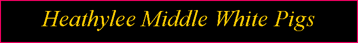 Text Box: Heathylee Middle White Pigs
