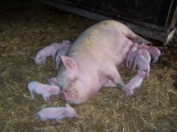 posie the middle white pig and her new born piglets