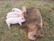 middle white pig and piglets