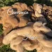 Dehaired Guanaco Fibre Dehaired Guanaco Fibre